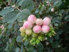 Arbre de neige - Caprifoliaceae Arbre de neige - Symphoricarpos rivularis - Caprifoliaceae - Caprifoliacées