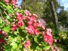Aubépine dorée - Crataegus chrysocarpa Aubépine dorée - Crataegus chrysocarpa