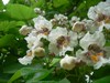 Catalpa - Catalpa bignonioides Catalpa - Catalpa bignonioides