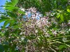 Cédrèle de Chine - Cedrela sinensis Cédrèle de Chine - Cedrela sinensis