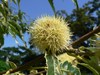 Châtaignier - Castanea sativa Châtaignier - Castanea sativa