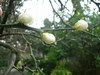 citronnier épineux - Poncirus trifoliata citronnier épineux - Poncirus trifoliata