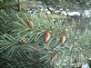 Epicéa de Brewer - Picea breweriana Epicéa de Brewer - Picea breweriana