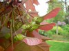 Érable - Acer Érable - Acer