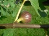Figuier - Ficus Carica Figuier - Ficus Carica