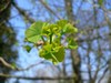 Arbre aux quarante écus - Ginkgo biloba Arbre aux quarante écus - Ginkgo biloba