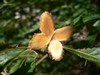 Hêtre pourpre - Fagus Purpurea Hêtre pourpre - Fagus Purpurea
