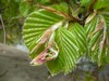 Hêtre pourpre - Fagus Purpurea Hêtre pourpre - Fagus Purpurea
