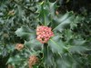 Houx commun - Ilex aquifolium Houx commun - Ilex aquifolium