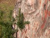If commun - Taxus baccata If commun - Taxus baccata