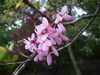 Arbre de Judée - Cercis siliquastrum Arbre de Judée - Cercis siliquastrum