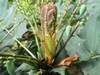 Mahonia Mahonia