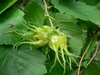 Noisetier de Byzance - Corylus colurna Noisetier de Byzance - Corylus colurna