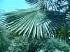 Palmier de Chine - Trachycarpus fortunei Palmier de Chine - Trachycarpus fortunei