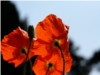 Papaver Rhoeas Papaver Rhoeas