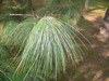 Pin pleureur de l'Himalaya - Pinus griffithii, Pinus Excelsa Pin pleureur de l'Himalaya - Pinus griffithii, Pinus Excelsa