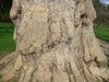 Platane Commun - Platanus Acerifoilia Platane Commun - Platanus Acerifoilia