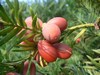 Podocarpus - Podocarpus macrophyllus Podocarpus - Podocarpus macrophyllus