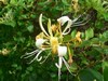 Chèvrefeuille des bois - Lonicera periclymenum Chèvrefeuille des bois - Lonicera periclymenum