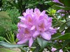 Rhododendron - Rhododendron ponticum Rhododendron - Rhododendron ponticum