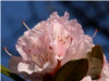 Rhododendron Rhododendron