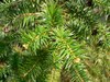 Sapin de Chine - Cunninghamia lanceolata Sapin de Chine - Cunninghamia lanceolata