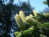 Sapin de Numidie - Abies numidica Sapin de Numidie - Abies numidica