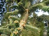 Sapin de Numidie - Abies numidica Sapin de Numidie - Abies numidica