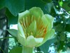 Tulipier de Virginie - Liriodendron tulipifera Tulipier de Virginie - Liriodendron tulipifera