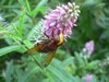 Abeille Abeille