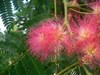 Arbre de soie - Albizia julibrissin Arbre de soie - Albizia julibrissin