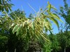 Châtaignier - castanea sativa Châtaignier - castanea sativa