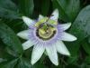 Passiflora - Fleur de la passion - Passifloraceae Passiflora - Fleur de la passion - Passifloraceae