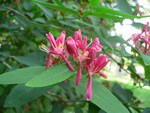 stulila platki