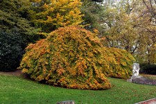Weeping Beech - Fagus sylvatica tortuosa