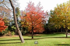 Sweet Gum - Liquidambar styraciflua