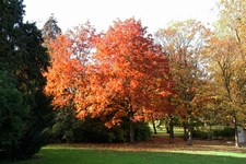 Maple tree - Acer