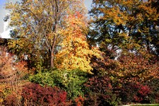 Shrubs' composition
