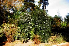 Blossoming shrubs