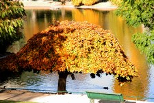 Weeping Beech - Fagus sylvatica tortuosa
