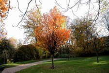 Tschonoski Crabapple - Malus Tschonoskii