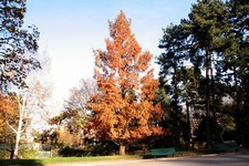 Dawn Redwood - Metasequoia Glyptostroboides
