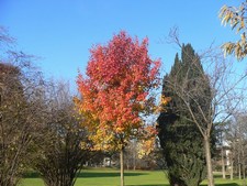 Common Hackberry - Celtis occidentalis