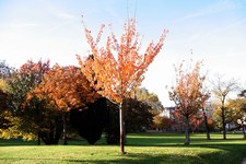 Japanese Cherry - Prunus serrulata