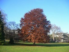 Purple Beech - Fagus Purpurea
