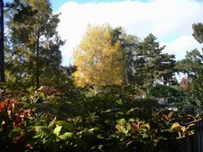 Birch tree - Betula papyrifera