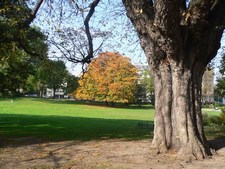 Horse-chestnut - Aesculus hippocastanum